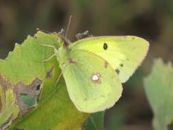 Image of Eastern Pale Clouded Yellow