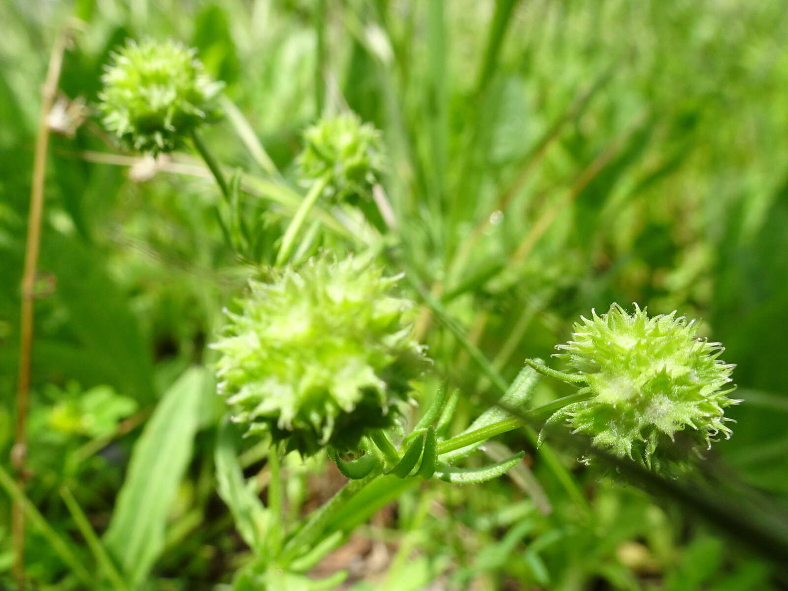 Image of Valerianella discoidea (L.) Loisel.