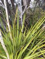 Image of San Angelo yucca