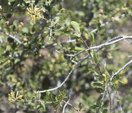 Image de Lonicera interrupta Benth.