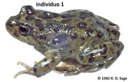 Image of Challhuaco frog