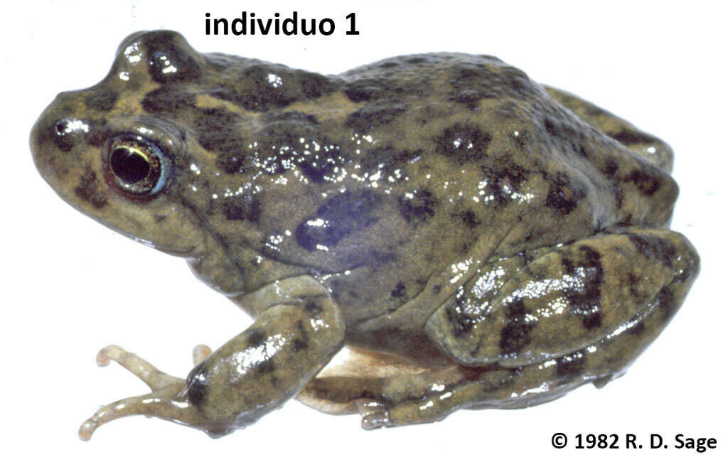 Image of Challhuaco frog