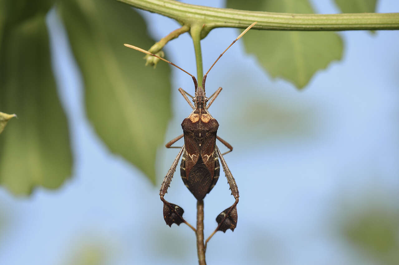 Image of Leptoglossus neovexillatus Allen 1969