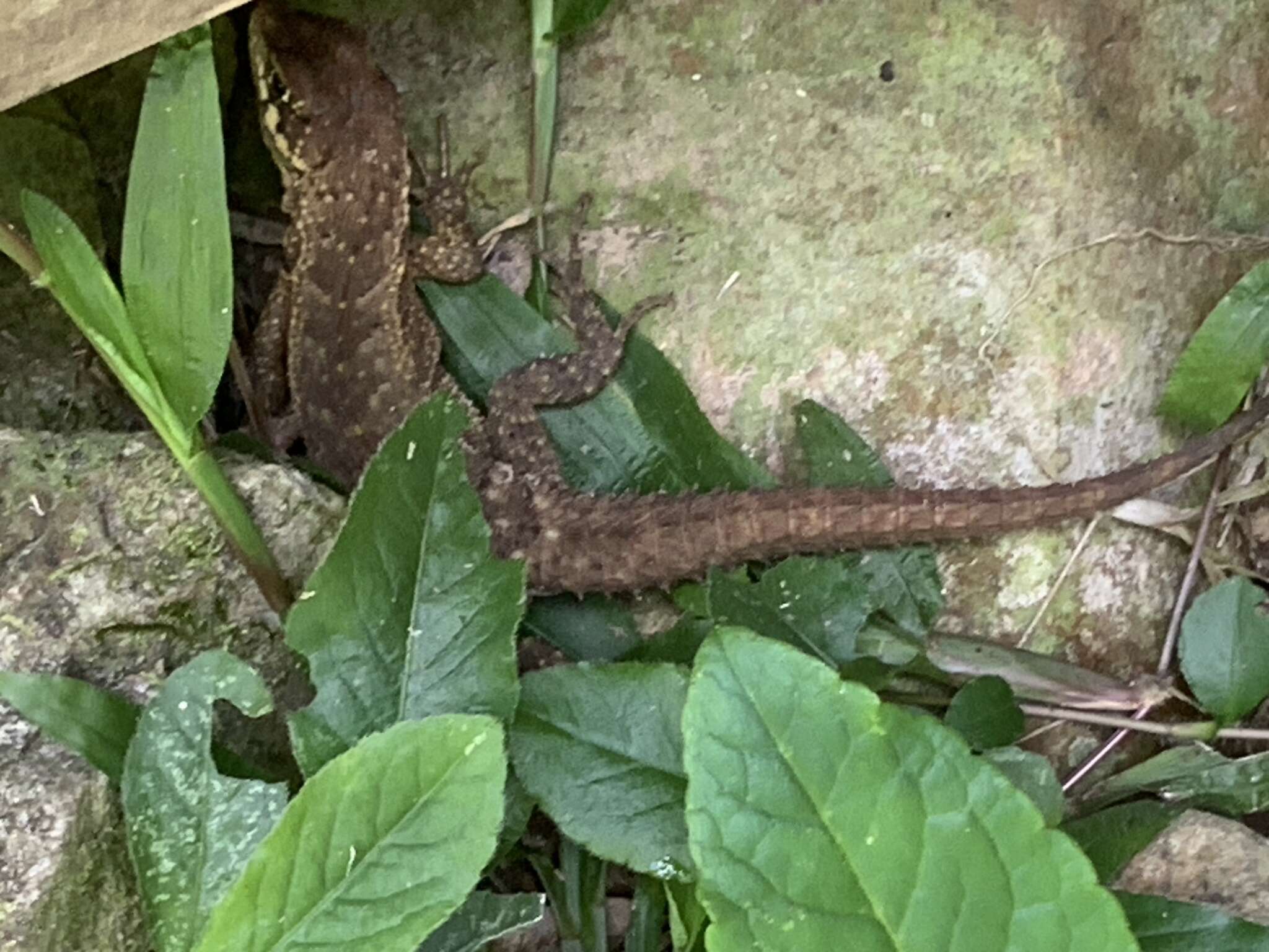 Image of Rose Whorltail Iguana