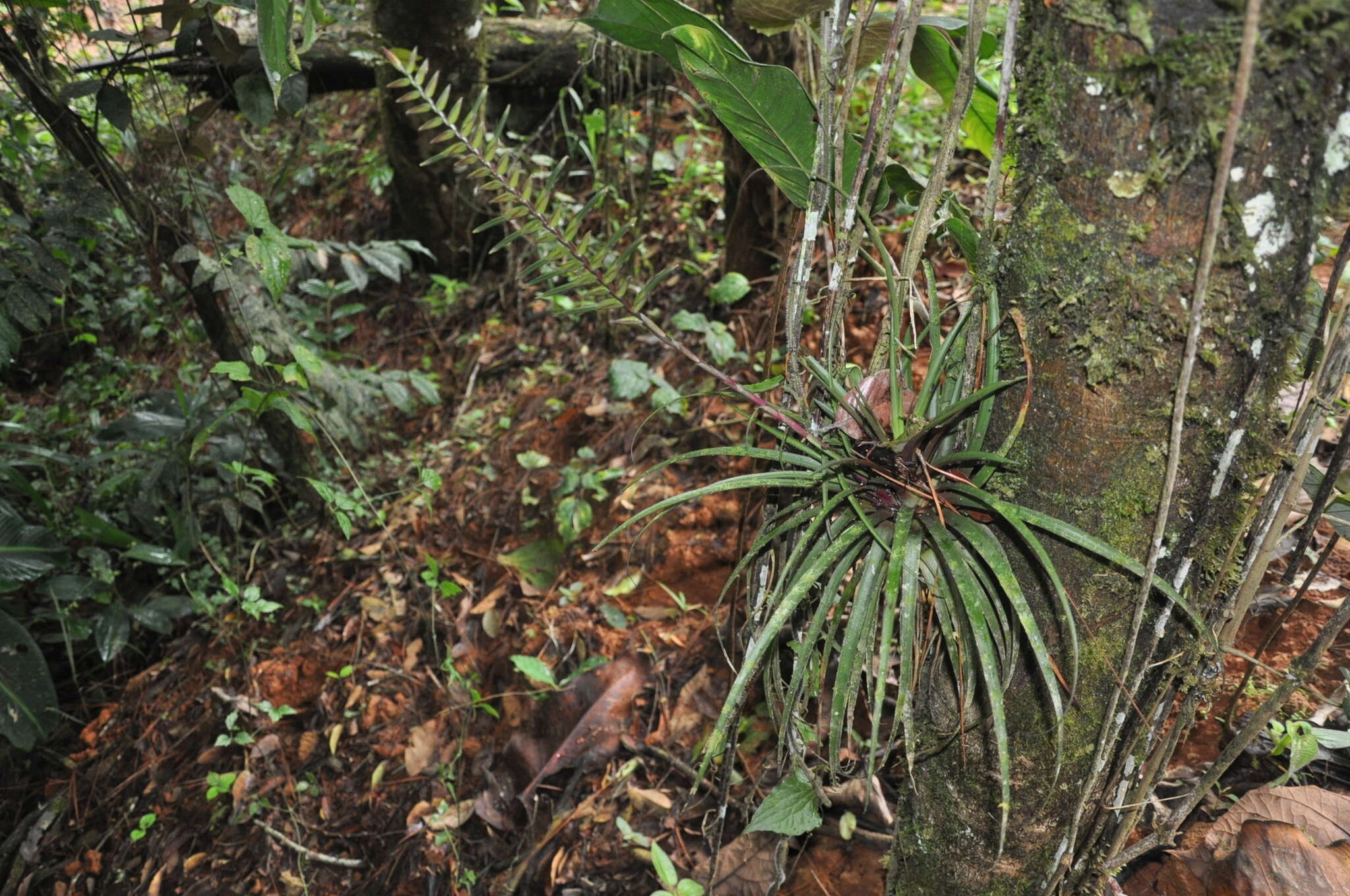 Image of Lemeltonia monadelpha (É. Morren) Barfuss & W. Till