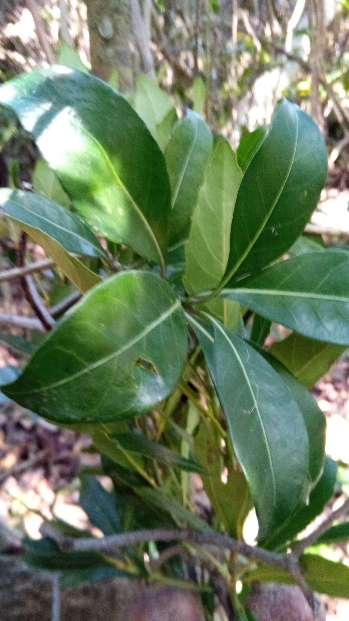 Image of Sloanea rhodantha (Bak.) Capuron