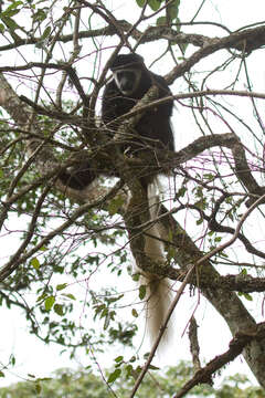 Image of Colobus caudatus Thomas 1885