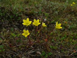 Saxifraga hirculus L. resmi