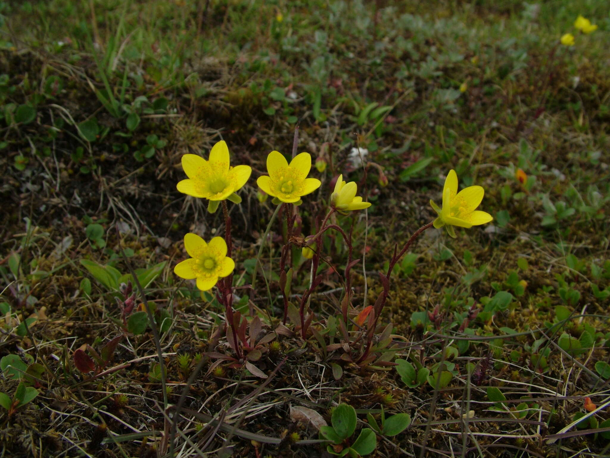 Saxifraga hirculus L. resmi