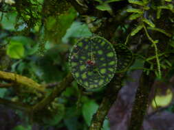 Image of Lepanthes calodictyon Hook.