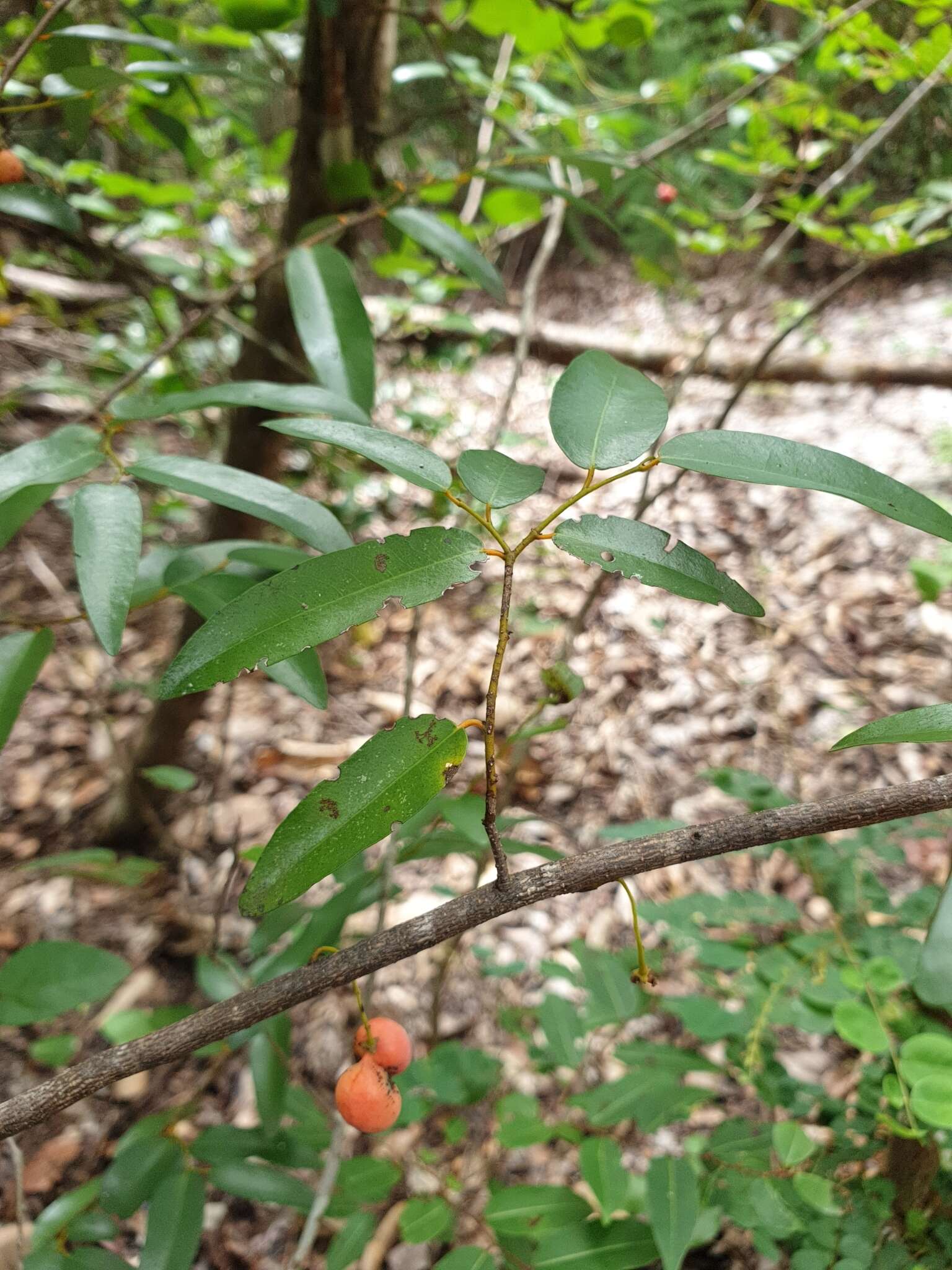 Image of Monanthotaxis micrantha (Baker) Verdc.