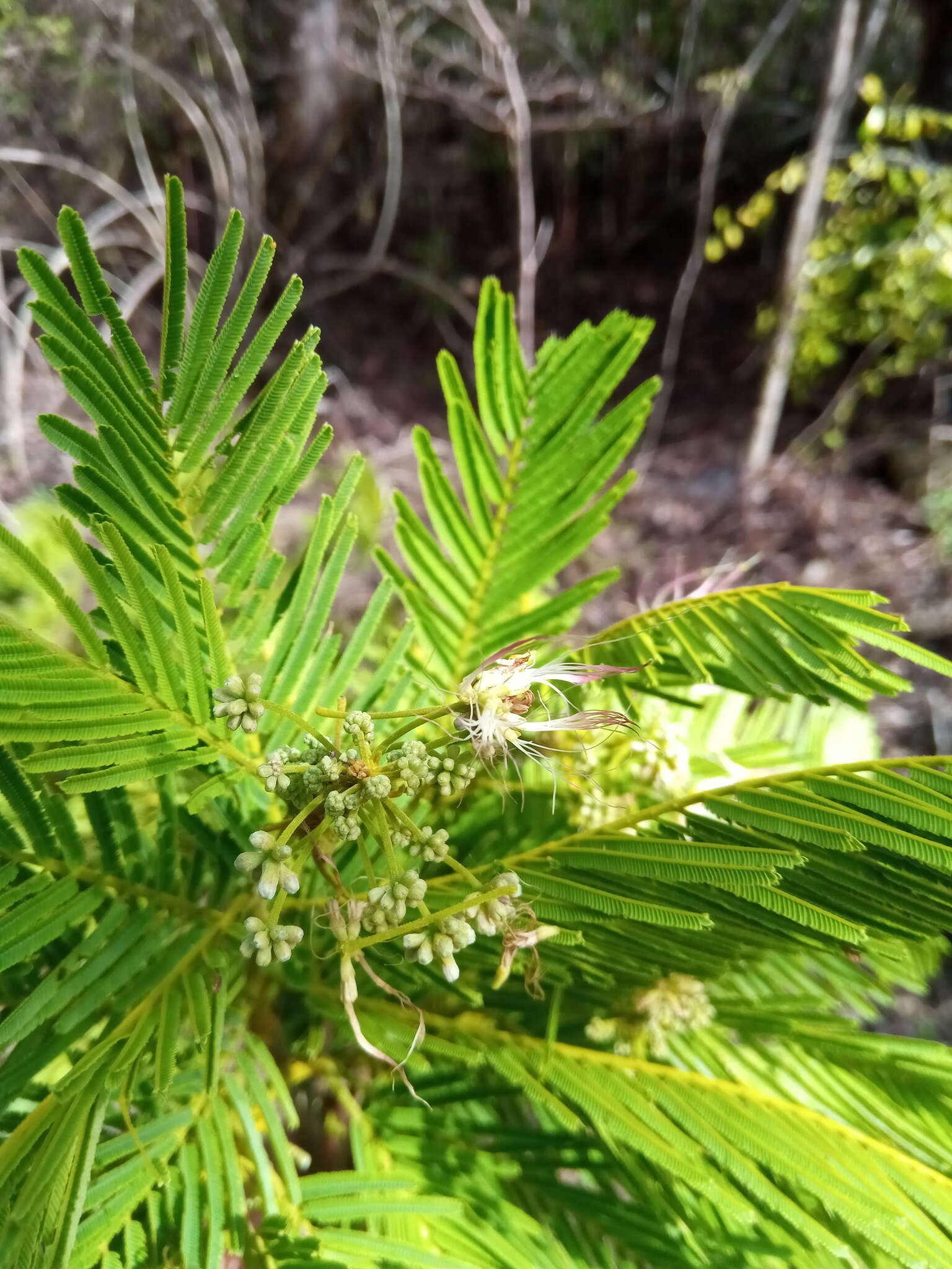 Image of Albizia polyphylla E. Fourn.