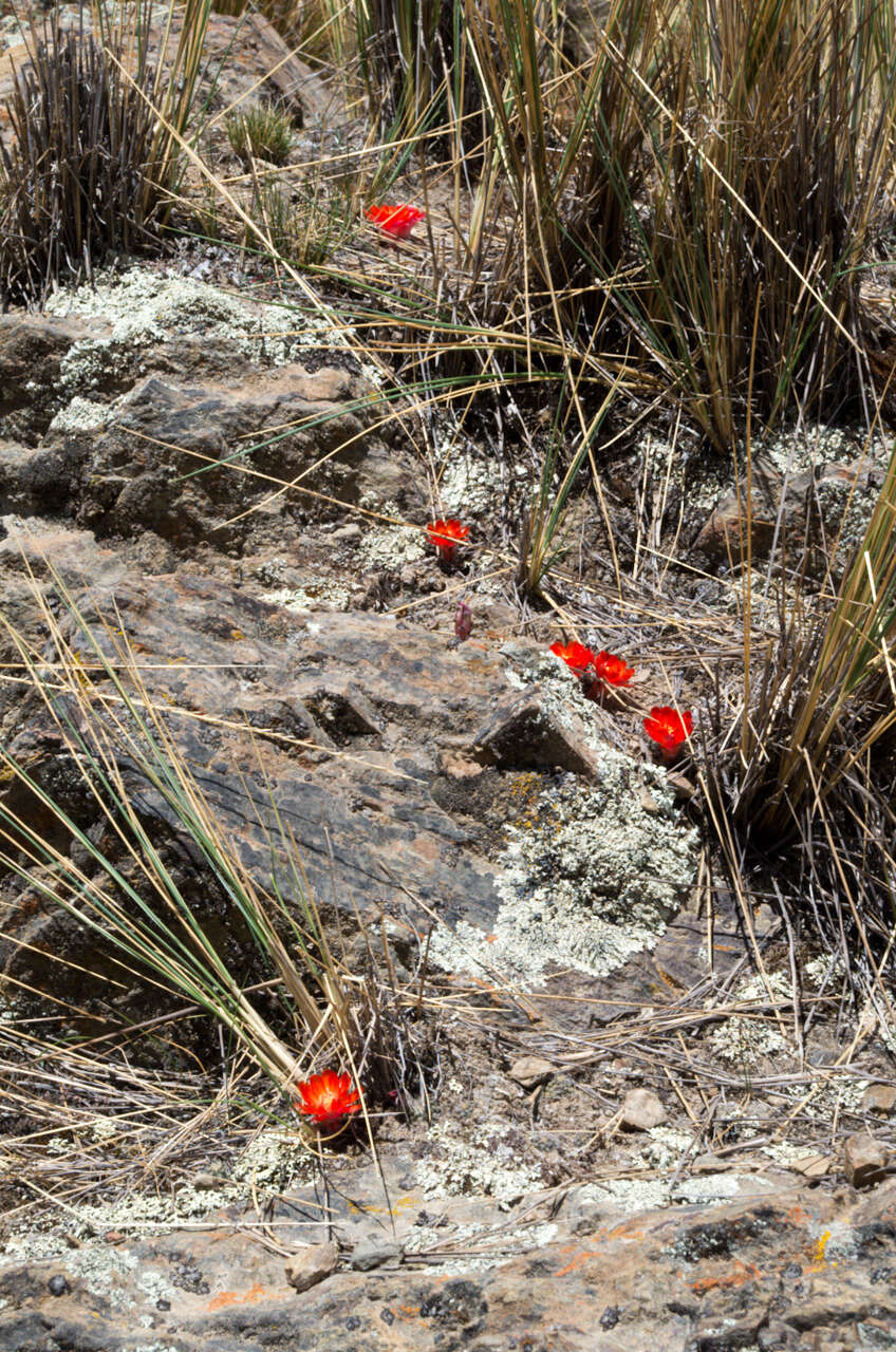 Image of Aylostera atrovirens