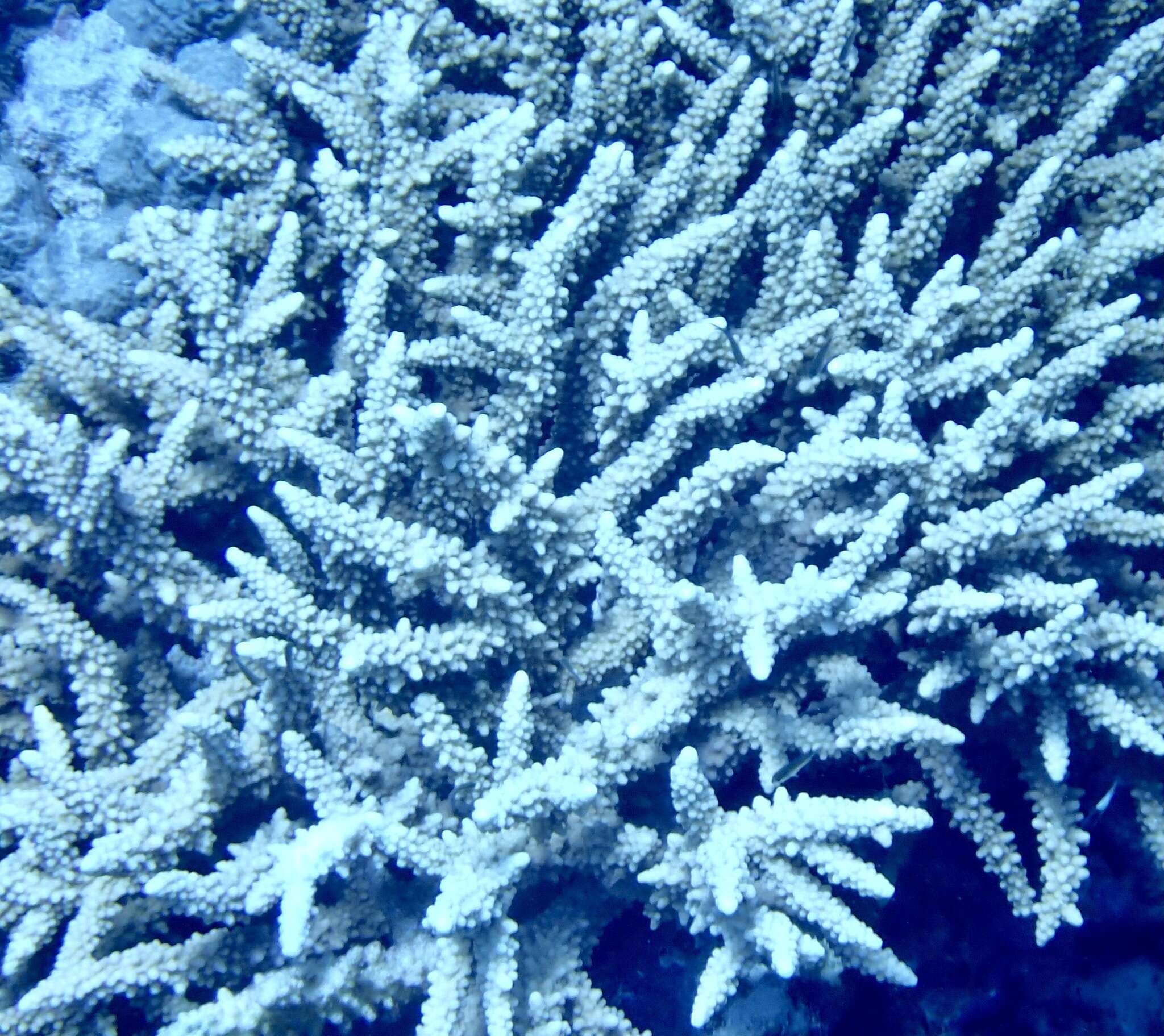 Image of Acropora hemprichii (Ehrenberg 1834)