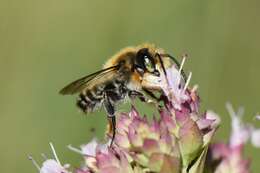 Image of Megachile willughbiella (Kirby 1802)