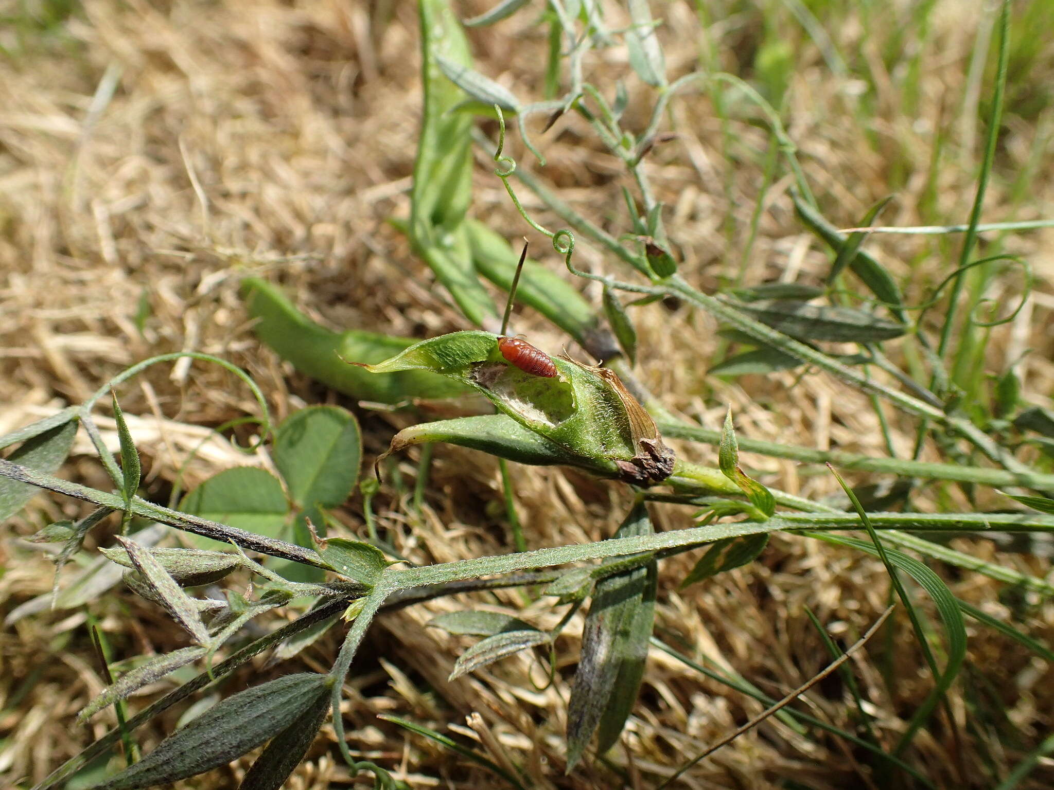 Image of Asphondylia lathyri Rübsaamen 1914