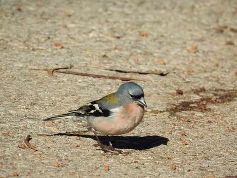 Imagem de Fringilla coelebs africana Levaillant & J 1850