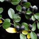 Imagem de Cotoneaster nitens Rehd. & E. H. Wilson