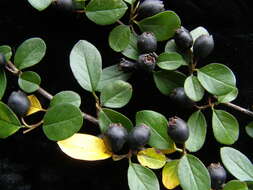 صورة Cotoneaster nitens Rehd. & E. H. Wilson