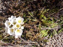 Image of Gentianella corymbifera subsp. corymbifera