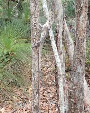 Image of Frilled Lizard