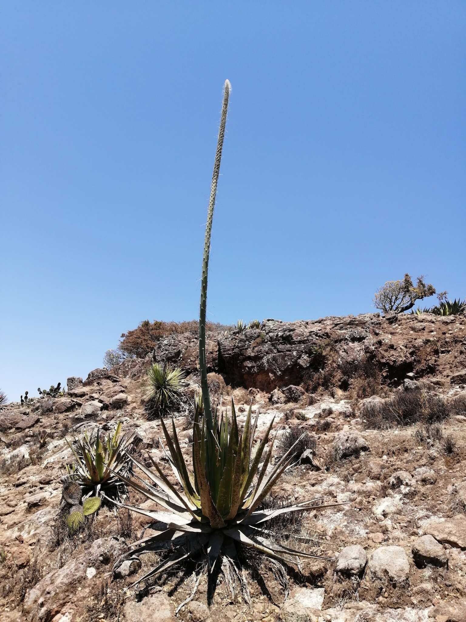 Слика од Agave triangularis Jacobi