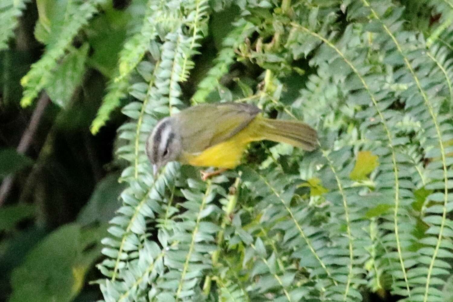 Image of Three-banded Warbler