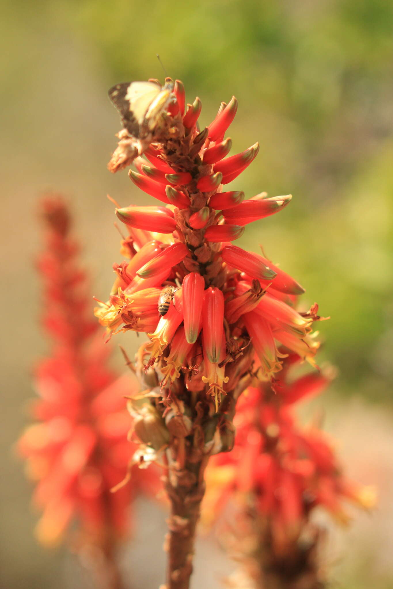 Image of Malapati aloe