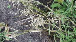 Imagem de Eragrostis cilianensis (All.) Janch.