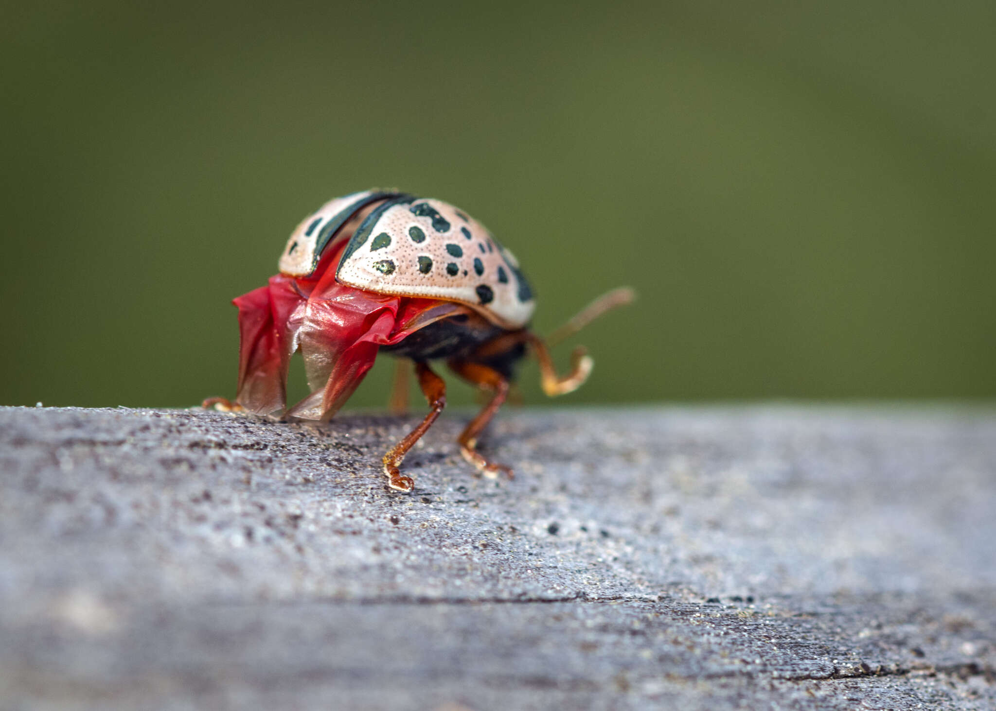 صورة Calligrapha (Calligrapha) scalaris (J. E. Le Conte 1824)