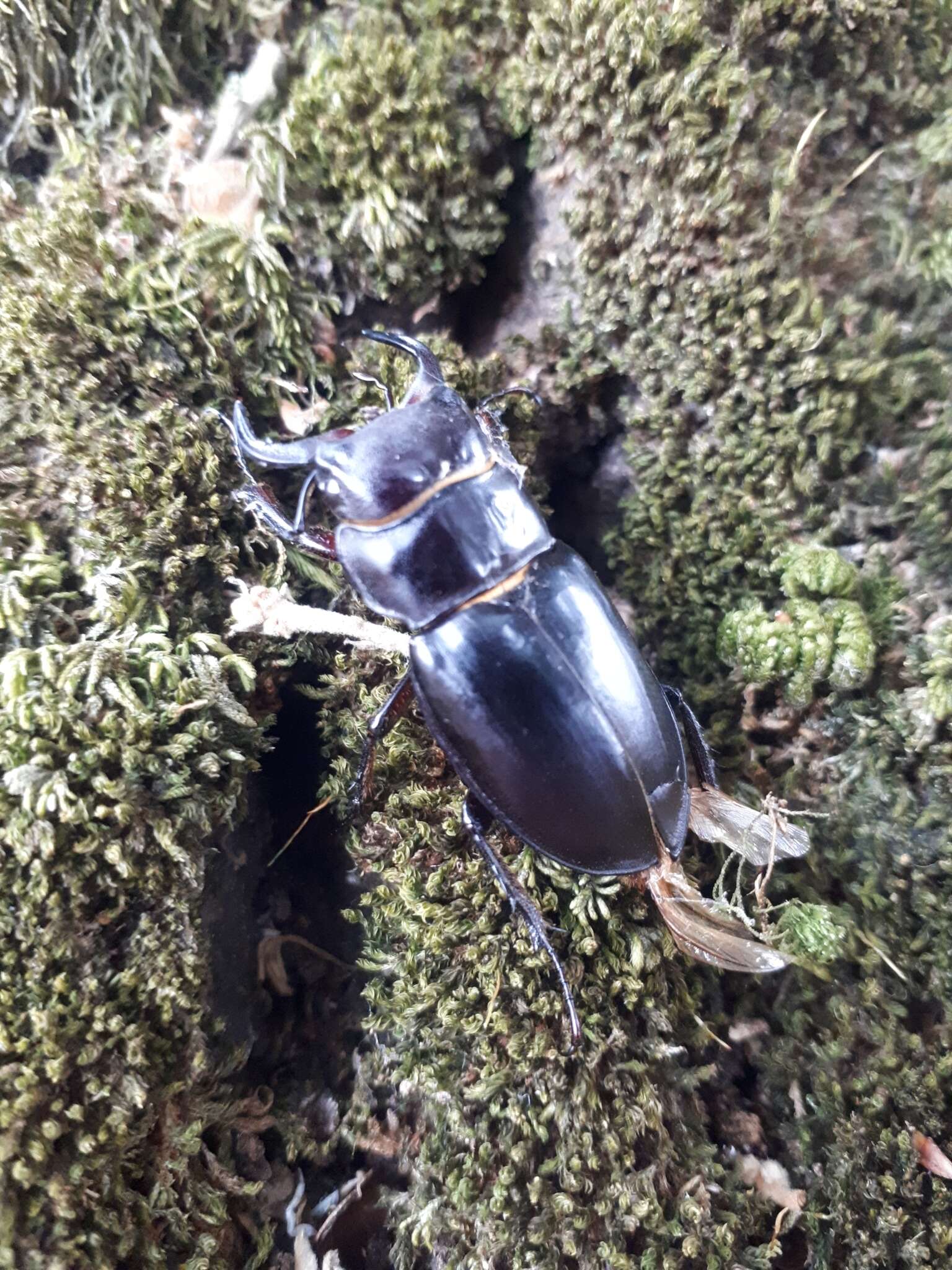 Image de Lucanus (Pseudolucanus) barbarossa Fabricius 1801