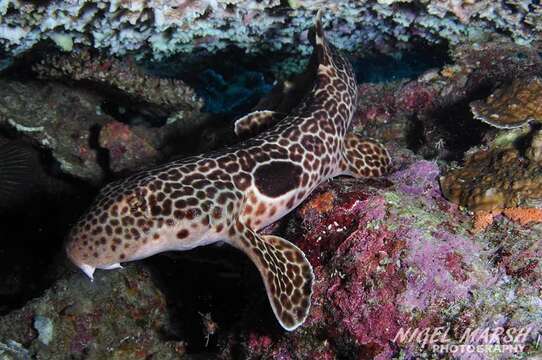 Image of Leopard Epaulette shark