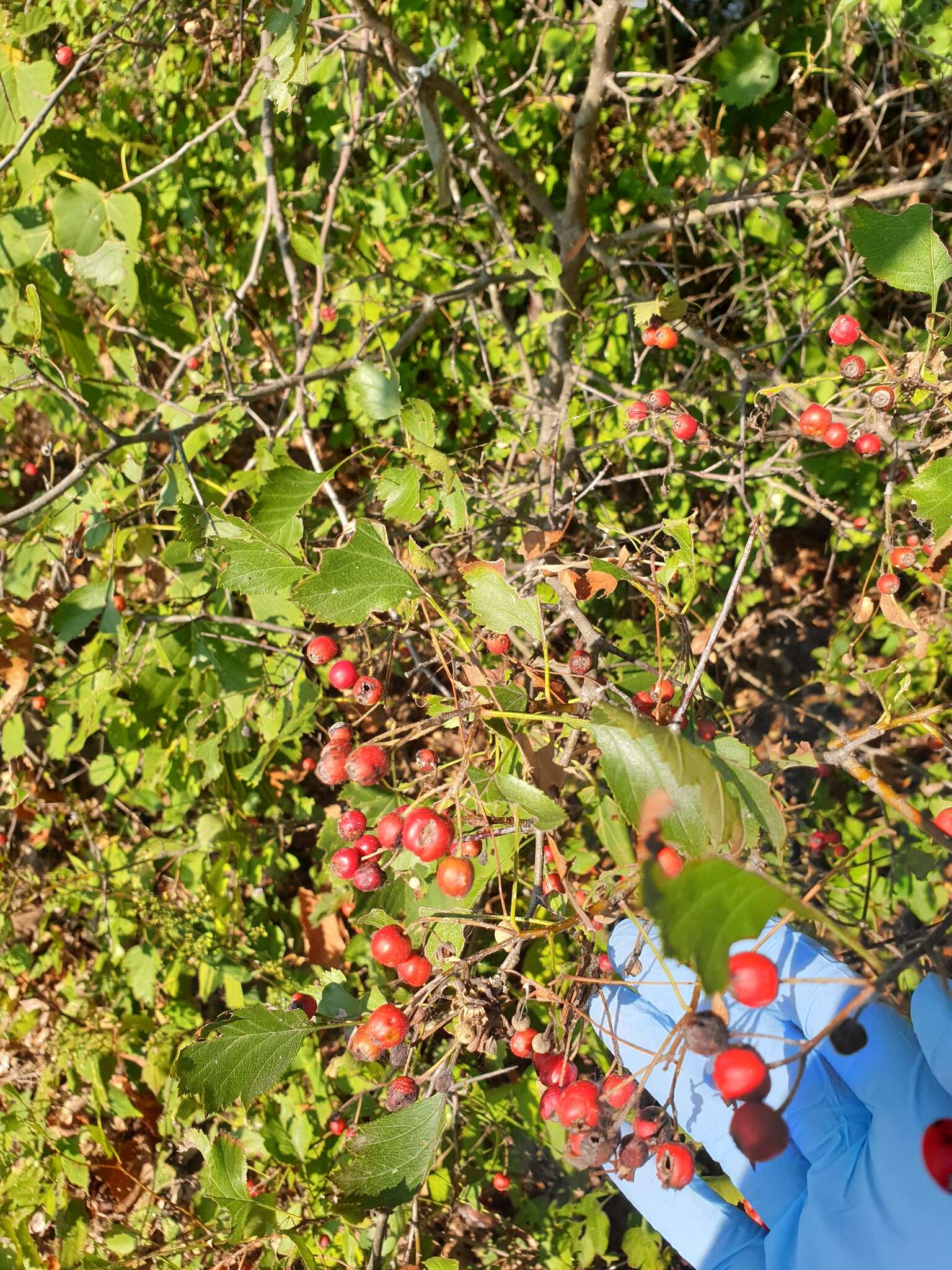 Image of Blanchard's hawthorn