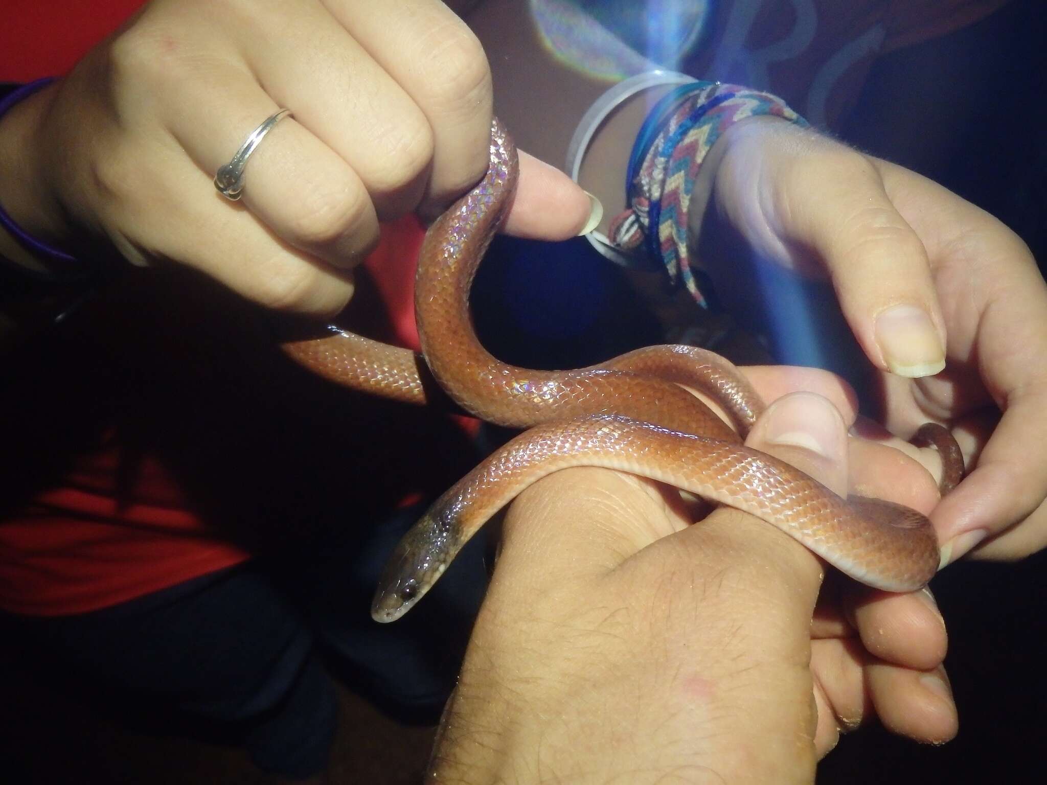 Image of Tschudi's False Coral Snake