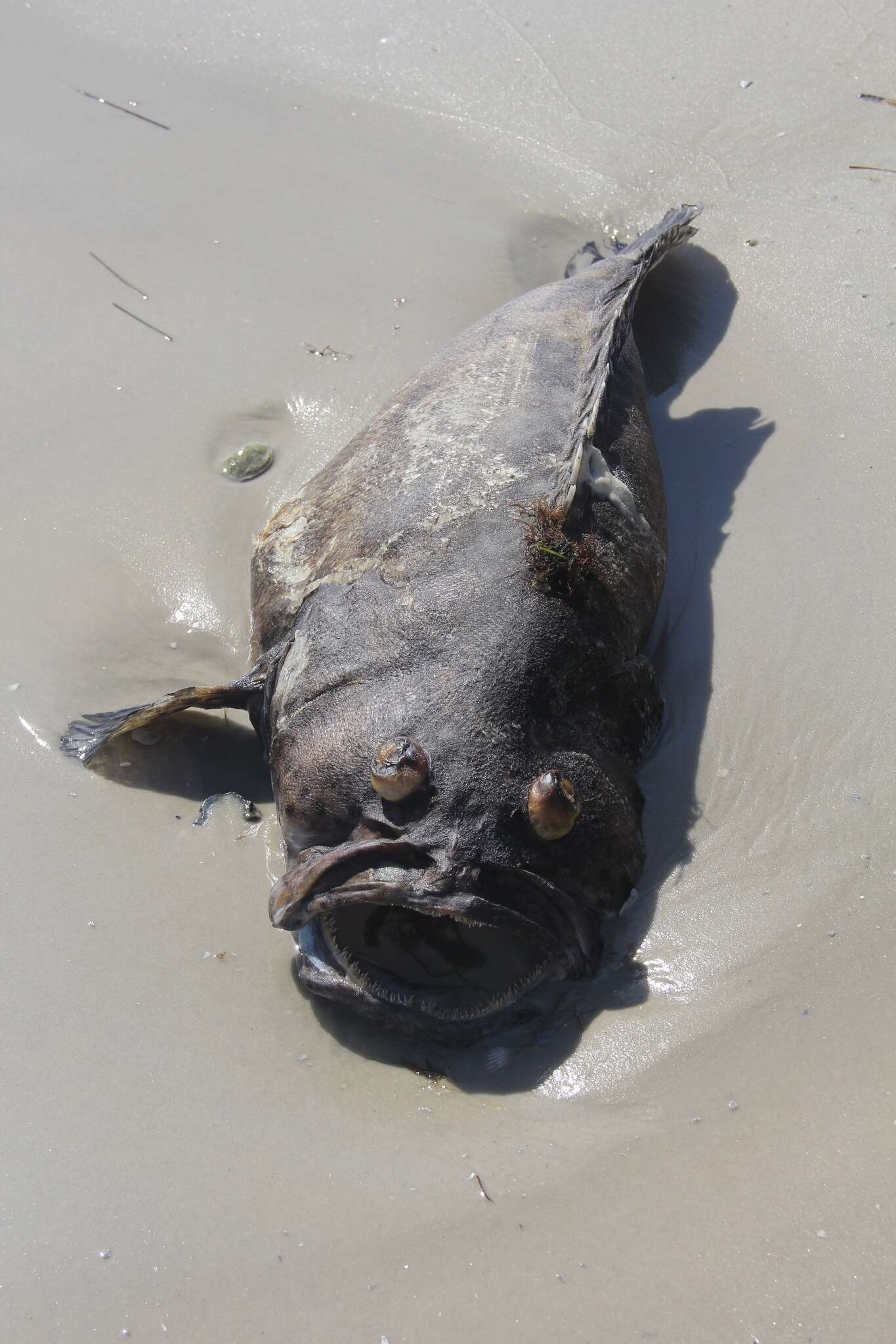 Image of Atlantic Goliath Grouper