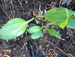 Imagem de Echinacea laevigata (C. L. Boynt. & Beadle) Blake