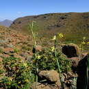 Image of Moraea reflexa Goldblatt