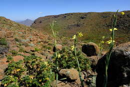 Image of Moraea reflexa Goldblatt