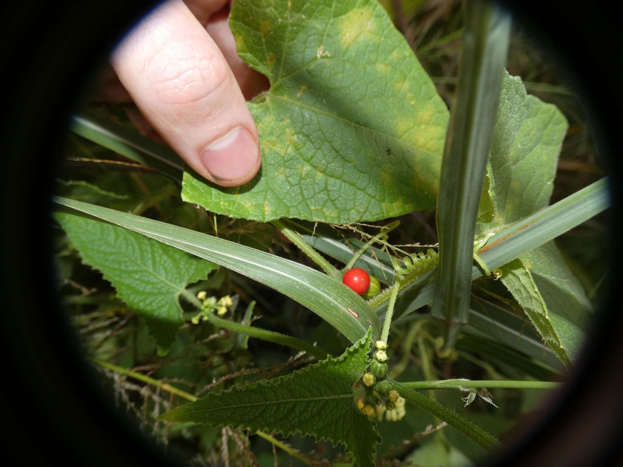 Image of Cucumis maderaspatanus L.