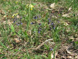 Plancia ëd Pulmonaria angustifolia L.