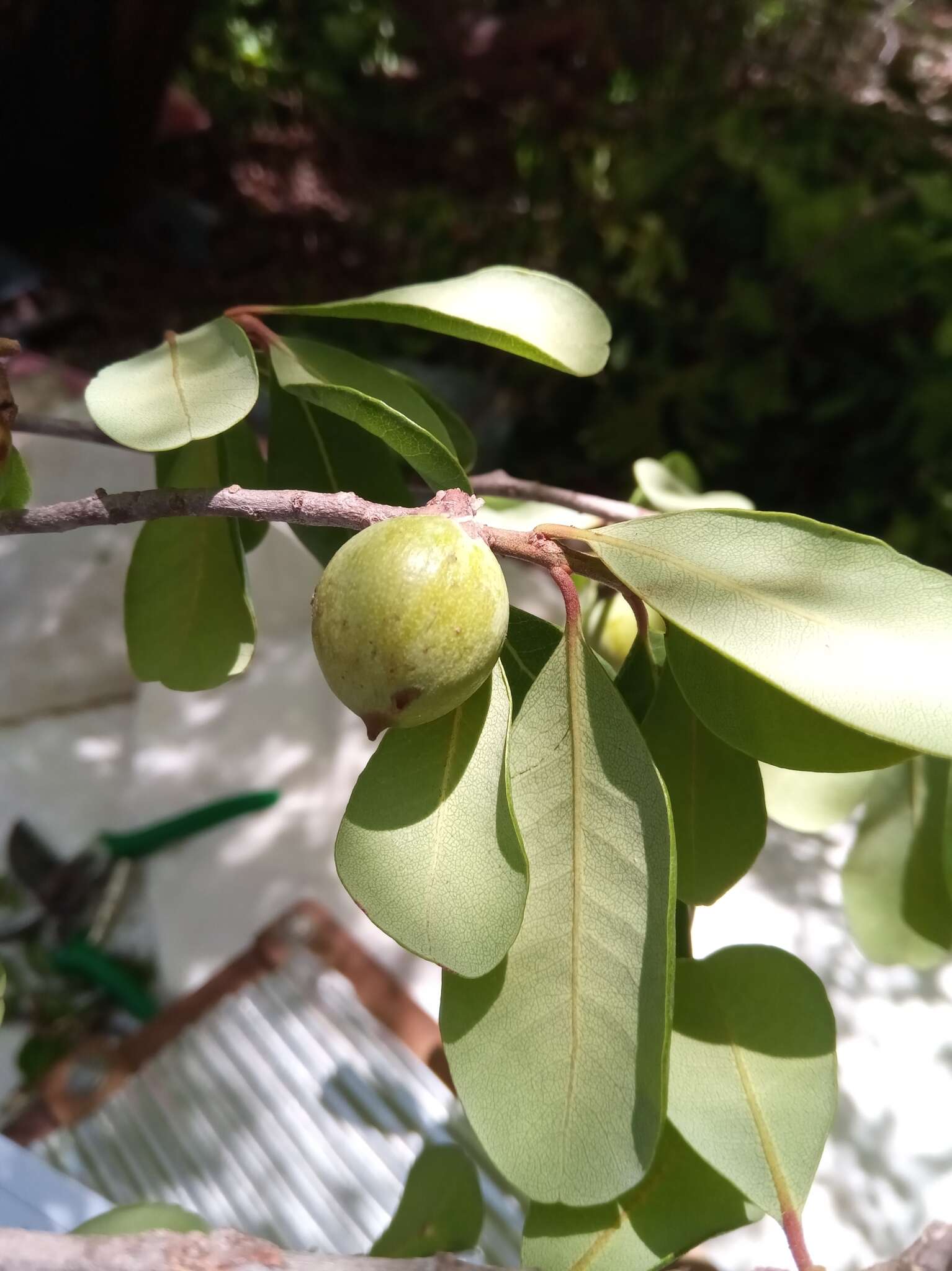 Image of Capurodendron pervillei (Engl.) Aubrév.