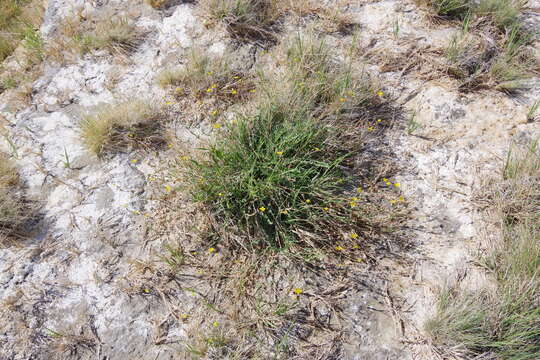 Image of Soldier Meadows Cinquefoil