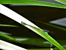 Image of Pseudagrion rubriceps Selys 1876