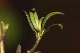 Imagem de Coprosma kirkii Cheeseman