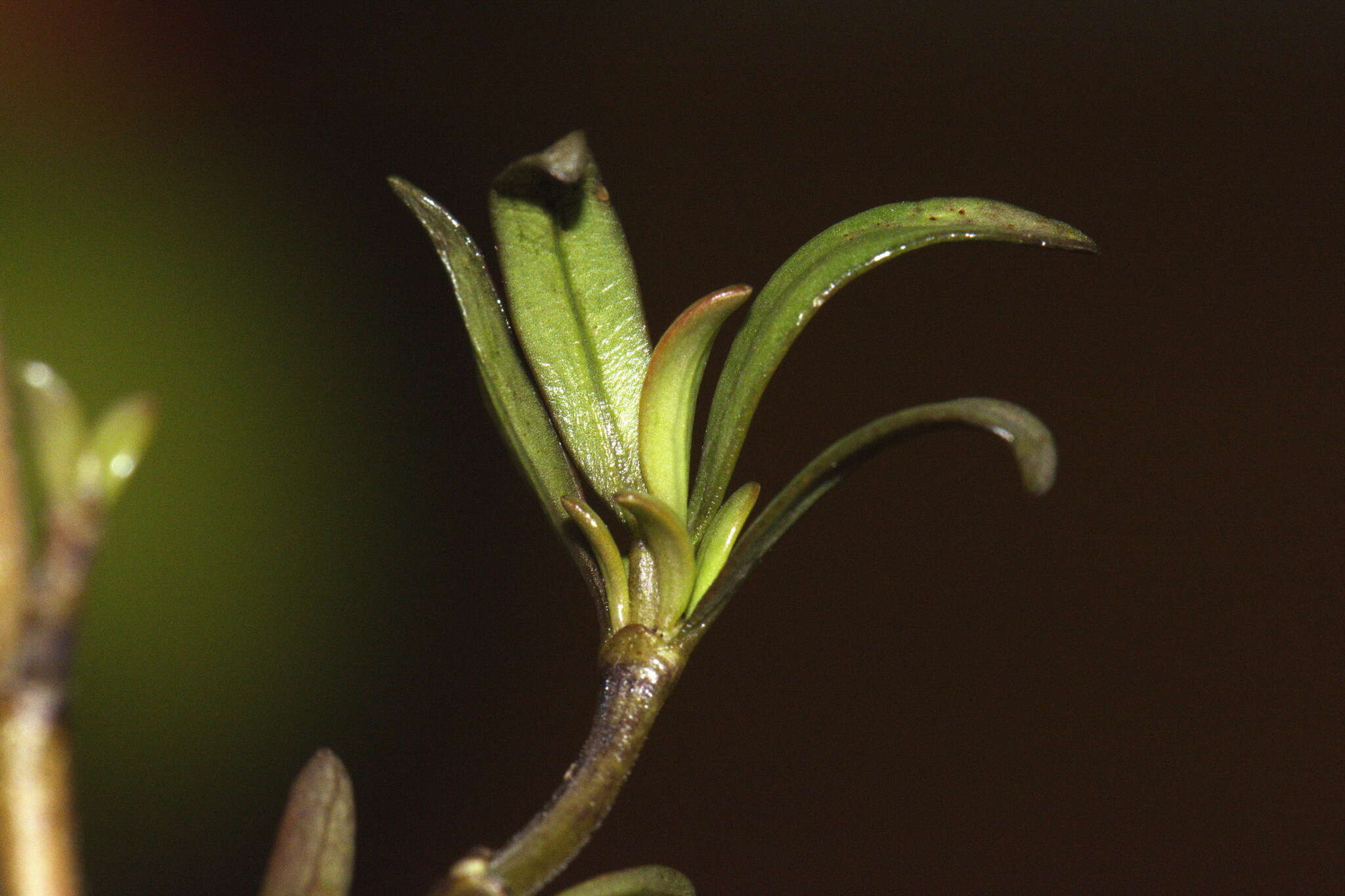 Imagem de Coprosma kirkii Cheeseman