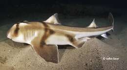 Image of bullhead sharks
