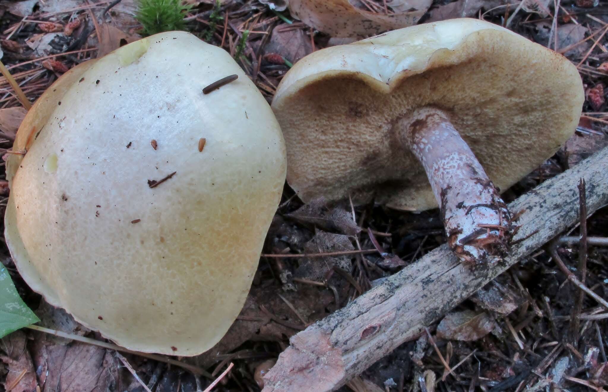 Image of Slippery white bolete