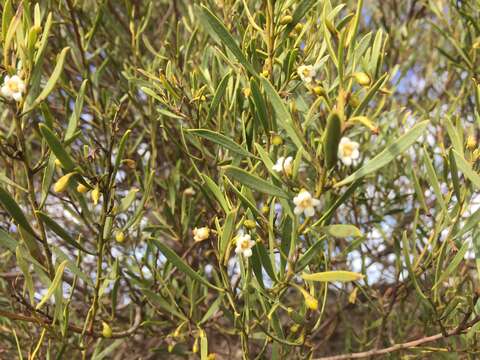 Image de Eremophila deserti (Cunn. ex Benth.) R. J. Chinnock