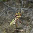 Caladenia cristata R. S. Rogers的圖片