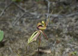 Image of Crested clown orchid